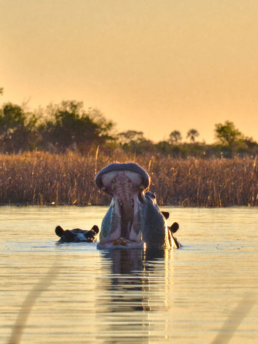 Botswana travel eSIM with fast 3G/4G mobile data coverage from MegaEsim
