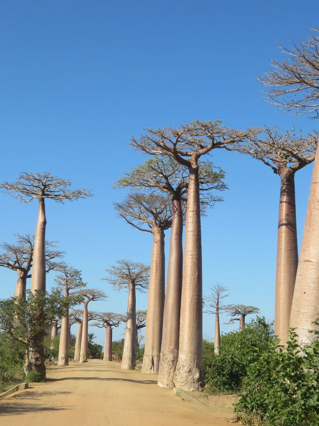 Madagascar travel eSIM with fast 4G/LTE mobile data coverage from MegaEsim